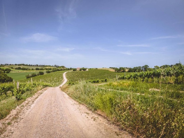 Walking trail through the vineyards and rolling hills of Dozza, Emilia-Romagna, ideal for hiking and cycling