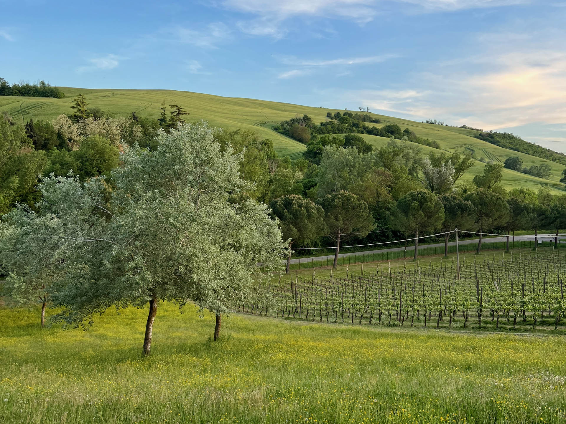 Vineyards and rolling green hills in the Emilia-Romagna countryside around Dozza
