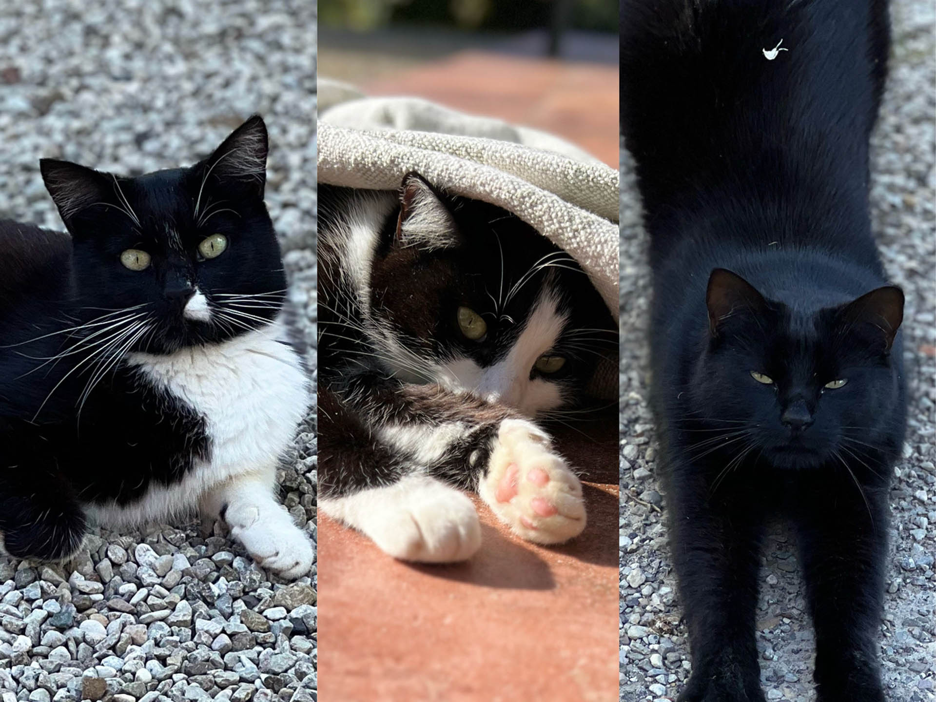 Resident black-and-white cats on the terrace at Dolce Collina